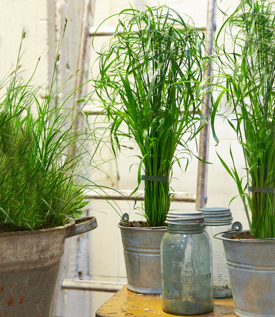 BALDUR Garten 1x Zyperngras - Cyperus Alternifolius ca. Produktbild 