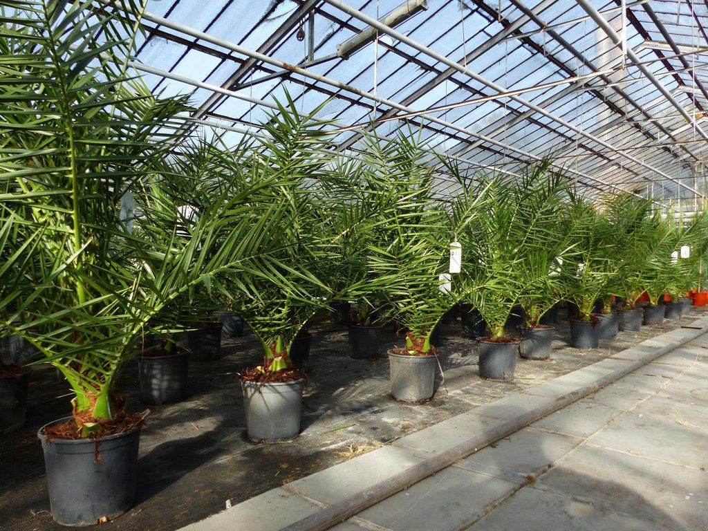 Palme 90-120 cm, Phoenix canariensis, kanarische Produktbild 