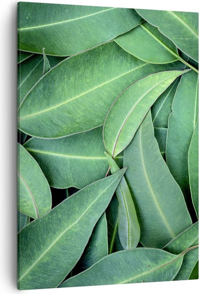Bild auf Leinwand - Leinwandbild - Einteilig - Blätter Eukalyptus Natur - 50x70cm - Wand Bild - Wanddeko - Wandbilder - Leinwanddruck - Wanddekora...