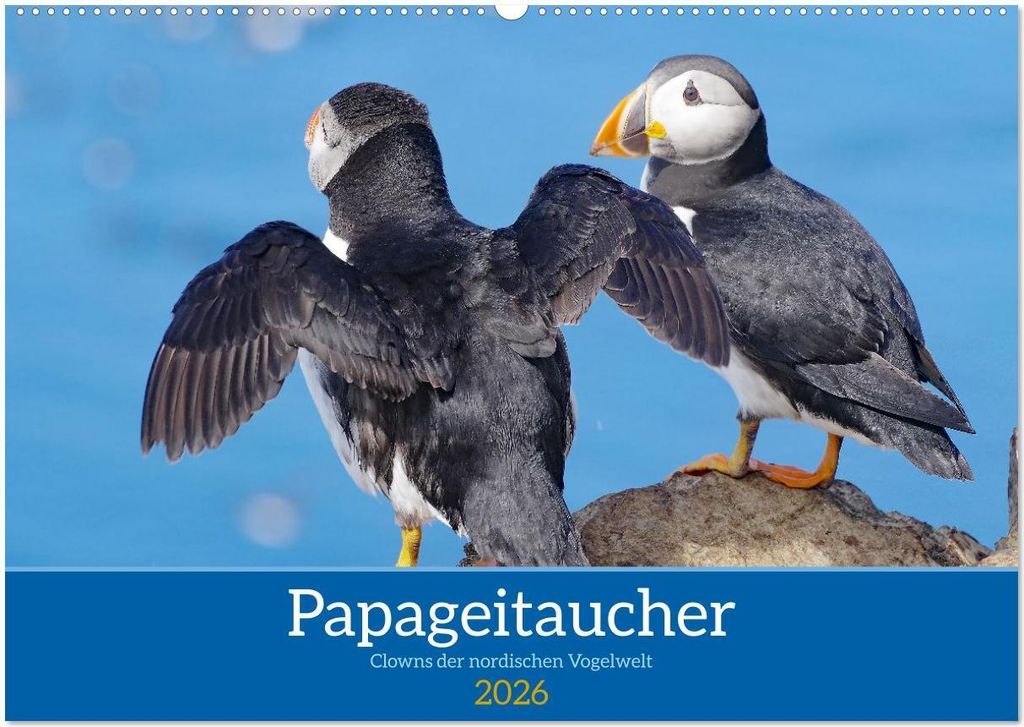 Papageitaucher - Clowns der nordischen Vogelwelt (Wandkalender 2026 DIN A2 quer), CALVENDO Monatskalender