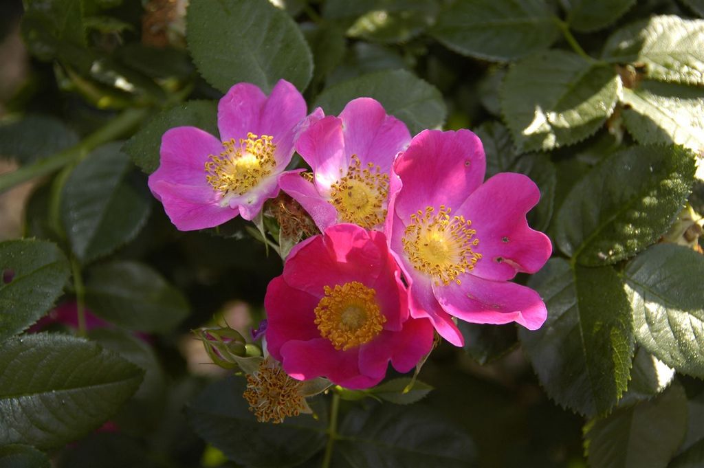 Rosa carolina, Carolina-Rose, rosa, 60–100 cm