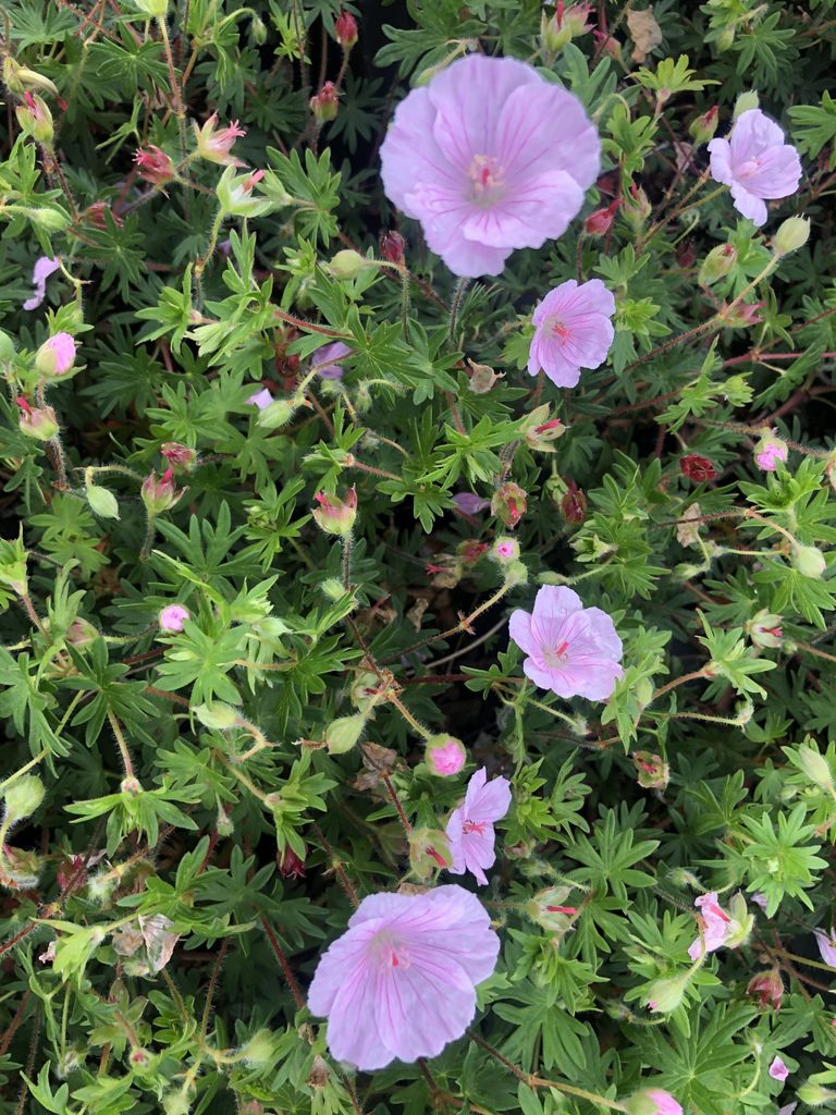 6 xGeranium Sanguineum Striatum - Storchschnabel - topf 9 x 9 cm