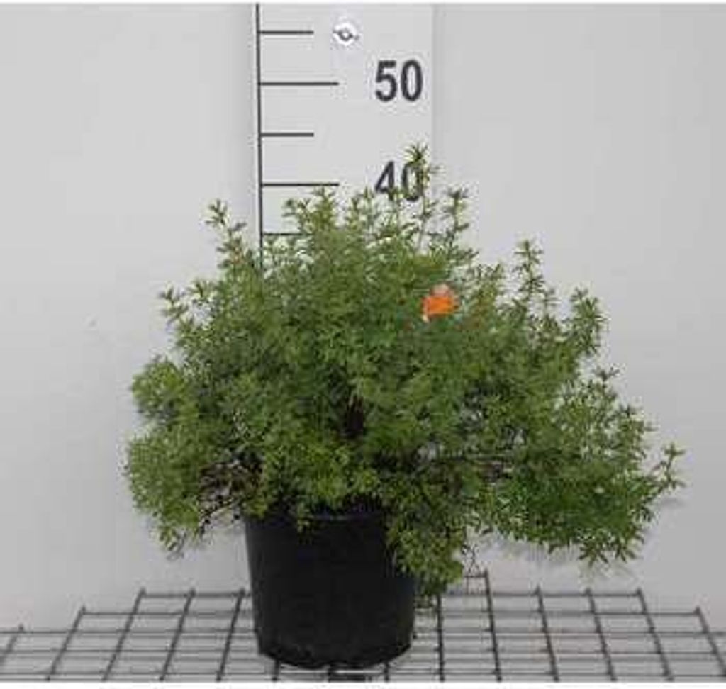 Potentilla frut. 'Marian Red Robin' ('marrob') - Fingerstrauch 25- 30 cm - Container