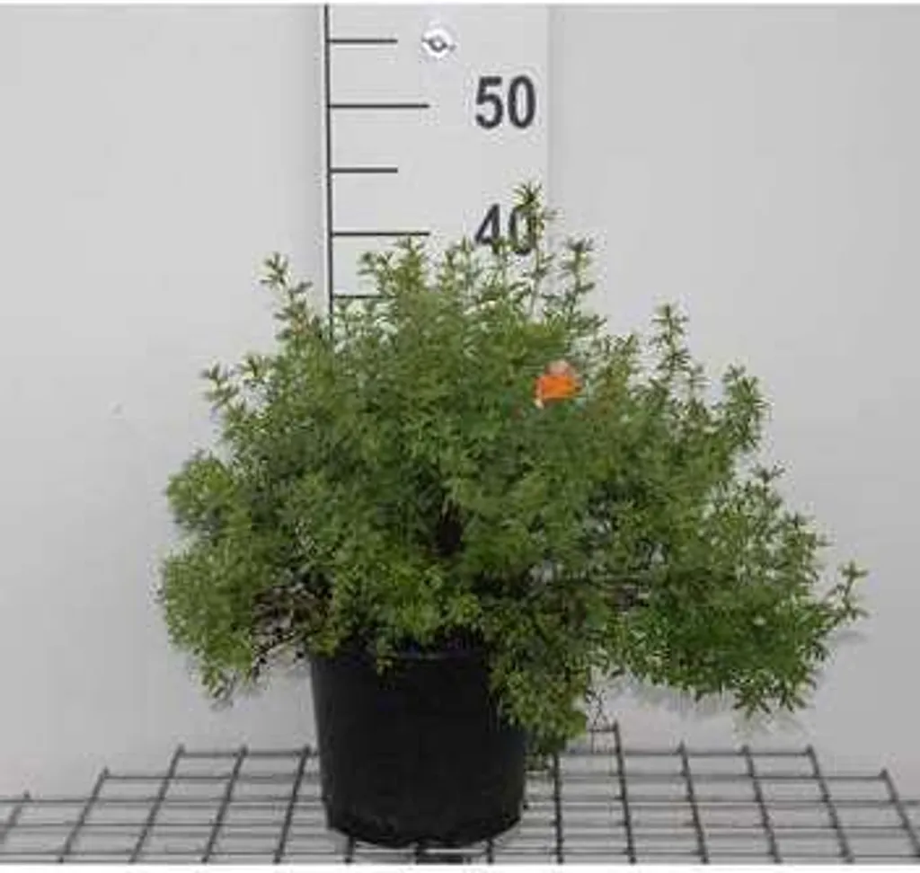 Potentilla Marian Red Robin - Arbuste de rocaille et bordure 25-30 cm