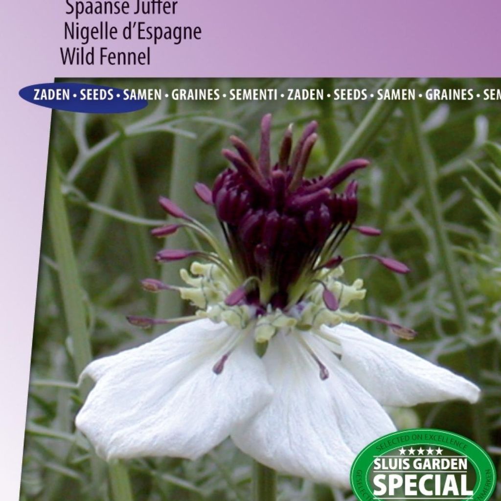 Afrikanische Brautsamen, elegante Spanische Damselfly – Nigella-Blumen für Garten- und Schnittblumen, 45–60 cm hoch, ideal für Rabatten und w...