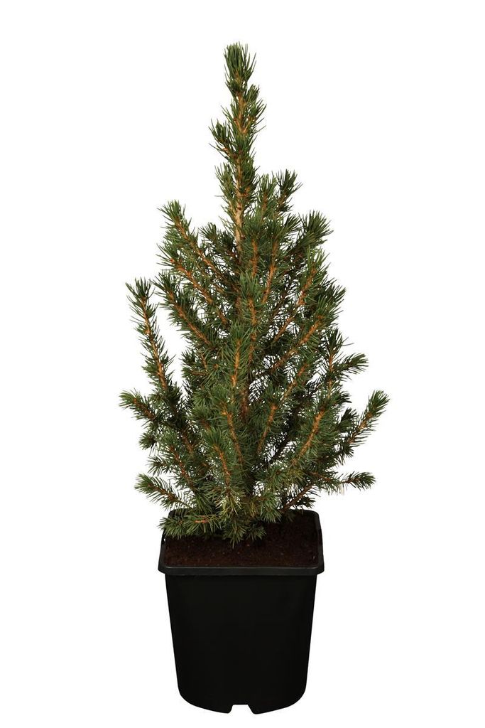 Picea glauca 'Conica', Zuckerhutfichte, kompakt, 20–30 cm