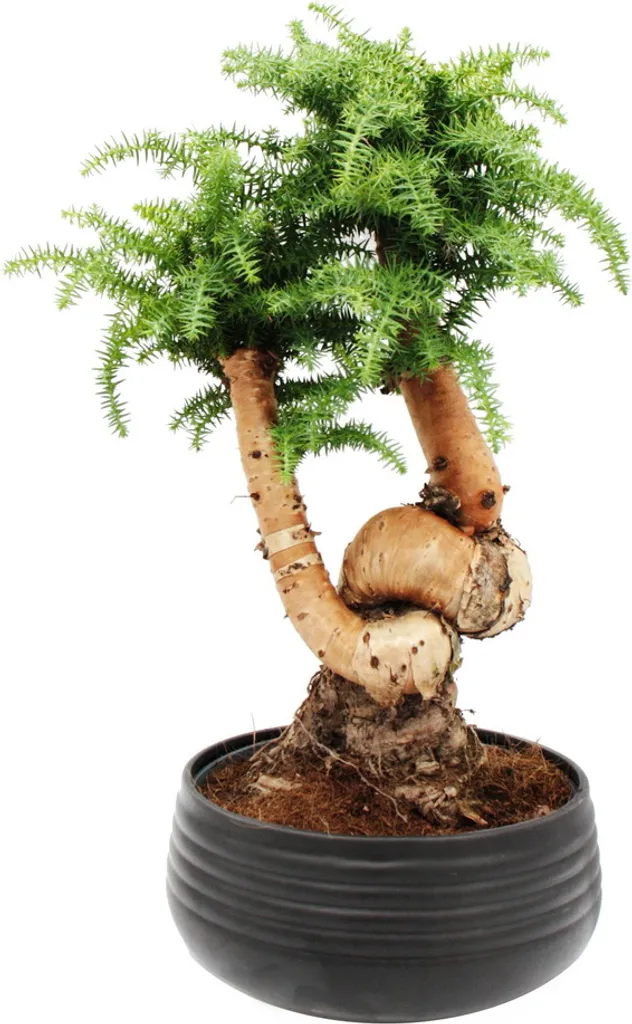Sapin d'intérieur sans Perte d'Aiguilles - Bonsaï Araucaria 65cm Noir