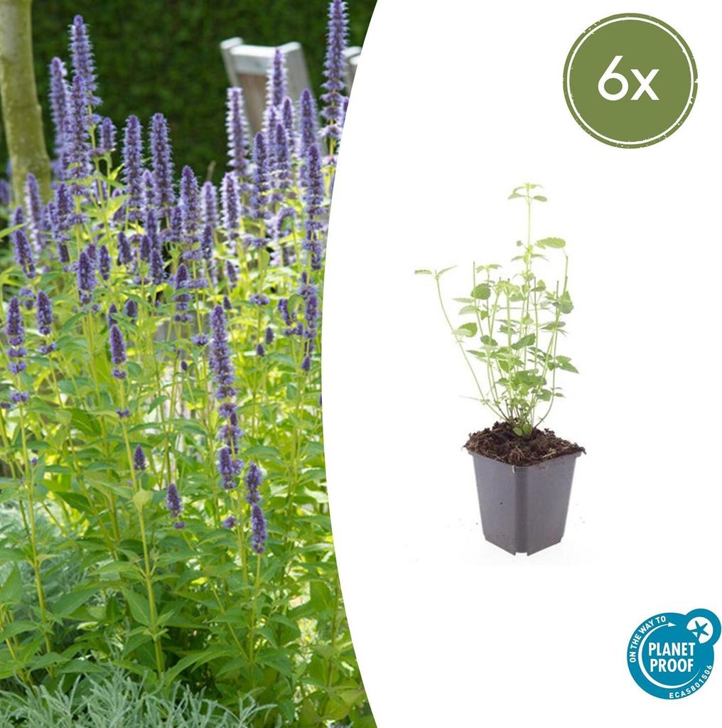 Zierstaude – Duftende Minze – Agastache rugosa 'Black Adder' – 9-cm-Topf – 6er-Set