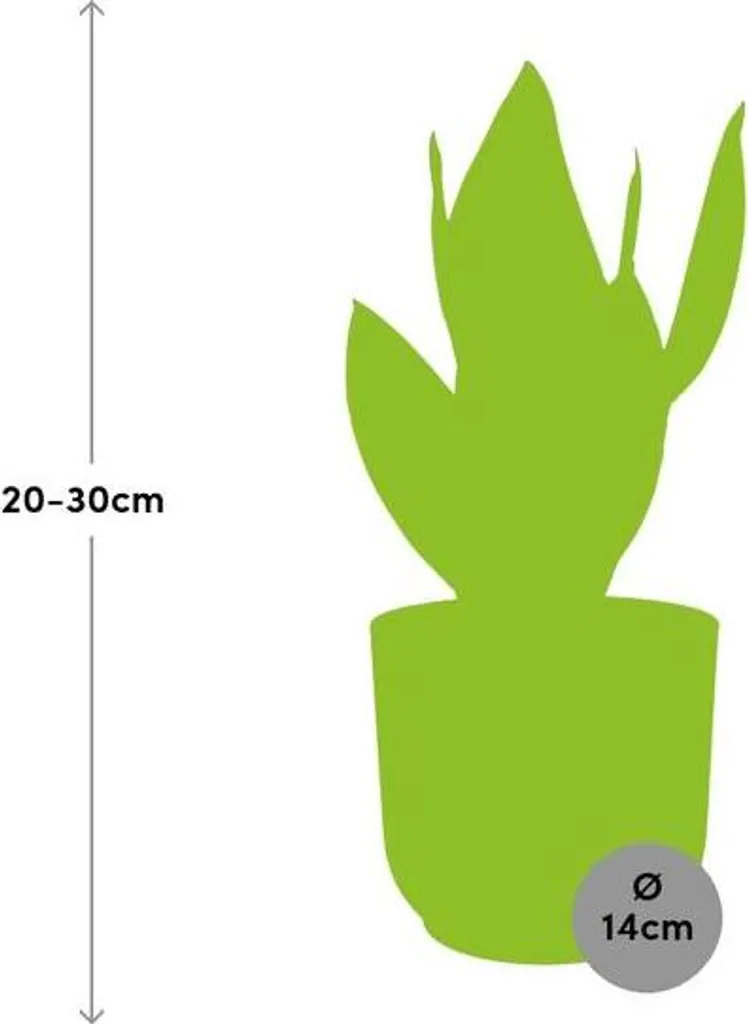 Sansevieria Futura Superba purificatrice d'air avec pot jaune 14 cm