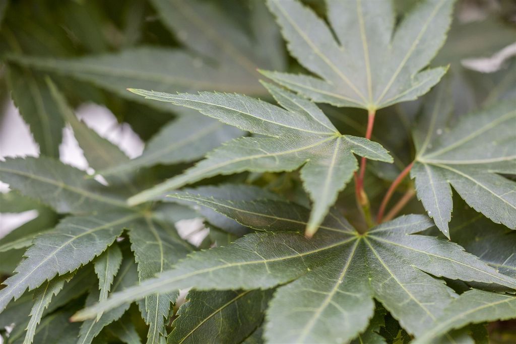 Acer palmatum 'Mikawa yatsubusa', Japanischer Ahorn, 30–40 cm
