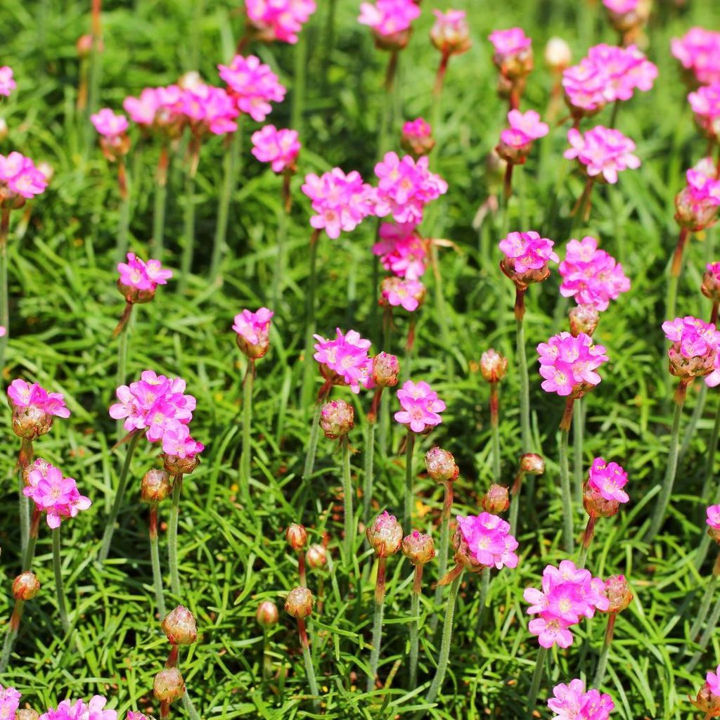 Grasnelke Armeria maritima ‘Splendens’ 6 Pflanzen 10-25cm Ø9cm Winterharte Deko
