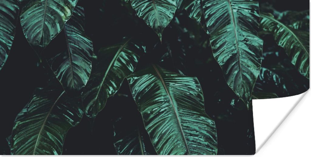 MuchoWow Poster Dschungel - Palme - Blätter - Tropisch 80x40 cm - Wanddeko