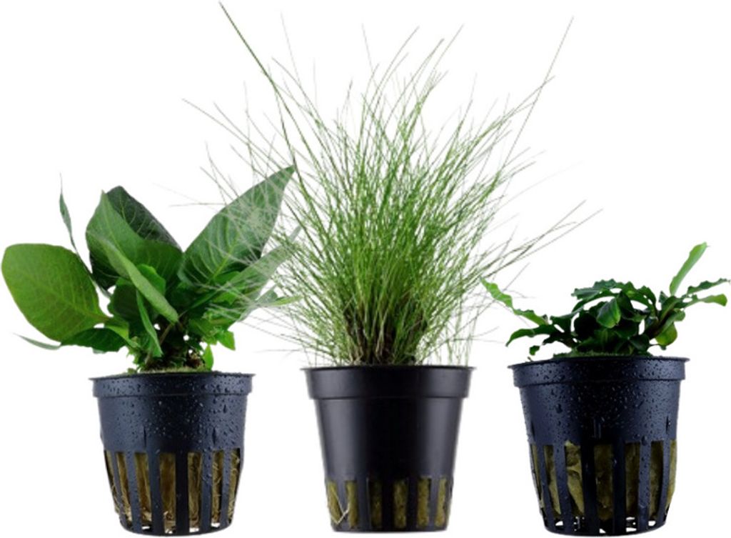 Pflanzen Set mit 3 einfachen kleinen Topf Aquarium Wasserpflanzen AquaOne Nr.109