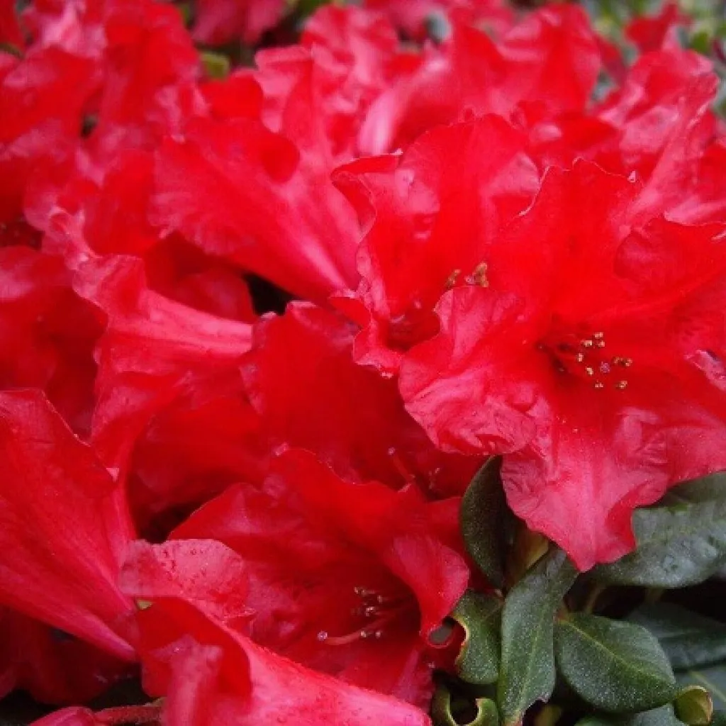 Rhododendron nain résistant au froid Baden-Baden 40-50 cm stable
