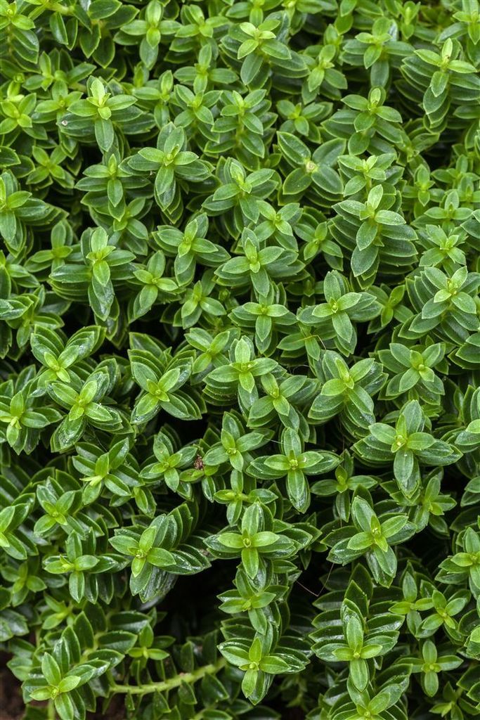 Hebe 'Cobb Valley', Strauchveronika, kompakt, 10–15 cm Produktbild 