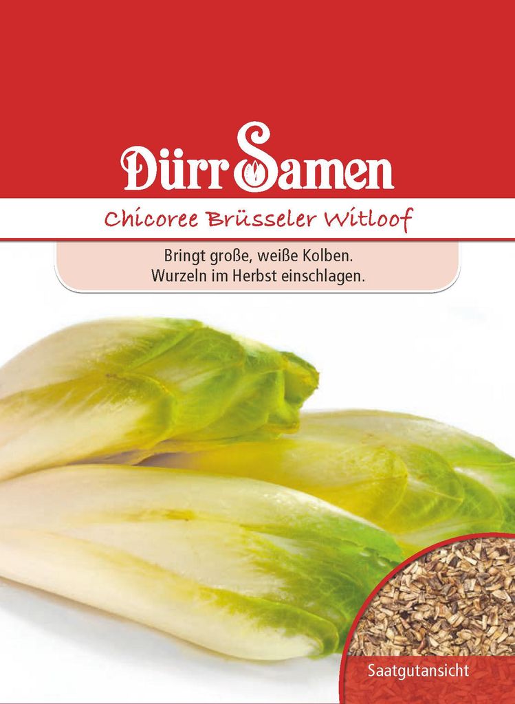 Chicorée Brüsseler Witloof | Chicoréesamen von Dürr Samen Produktbild 