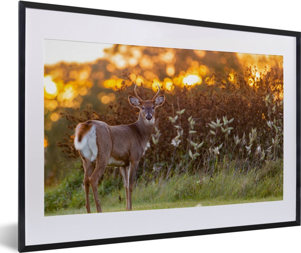 MuchoWow® Gerahmtes Poster Hirsche - Pflanzen - Produktbild 