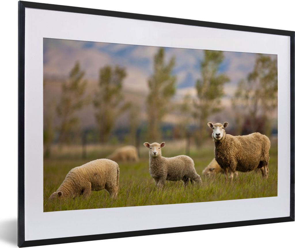 MuchoWow MuchoWow Gerahmtes Poster Schaf - Tier - Gras 60x40 cm - Poster mit zchwarzem Bilderrahmen - Schlafzimmer - Plakat in Rahmen - Drucken