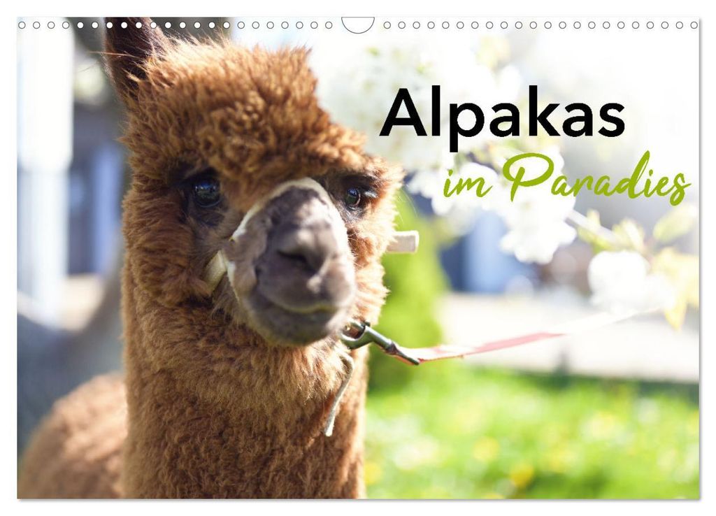Alpakas im Paradies (Wandkalender 2027 DIN A3 quer), CALVENDO Monatskalender