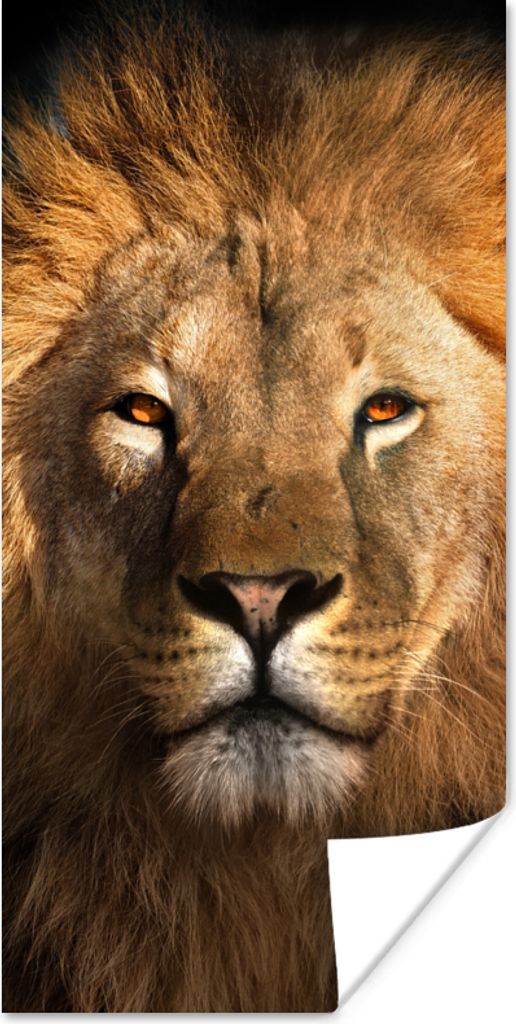 MuchoWow Poster Löwe - Tiere - Schwarz - Hell - Braun - Porträt 40x80 cm - Dekoration