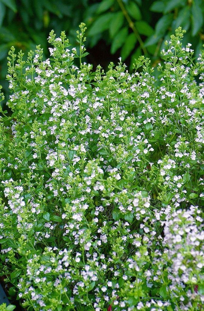 Calamintha nepeta 'Weißer Riese', Bergminze, weiß, ca. 9x9 cm Topf