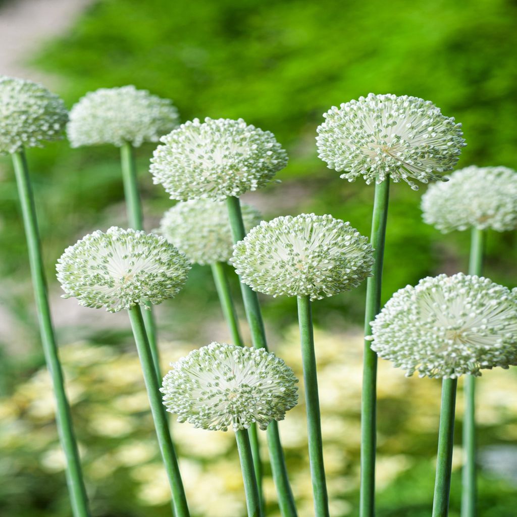 Blumenzwiebeln Zwiebeln Zierlauch Allium Ping Pong 5 St. Produktbild 