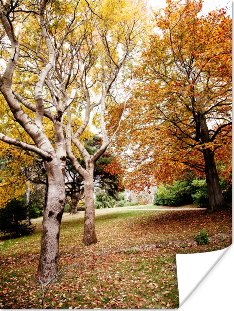 MuchoWow Poster Herbst - Bäume - Laub - Natur 30x40 cm - Wandplakat - Poster Kinderzimmer