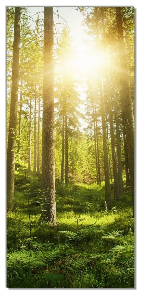Wallario selbstklebende Türtapete 100 x 220 cm mit Schutzlaminat - Sonnenstrahlen im Nadelwald mit Moos und Farn