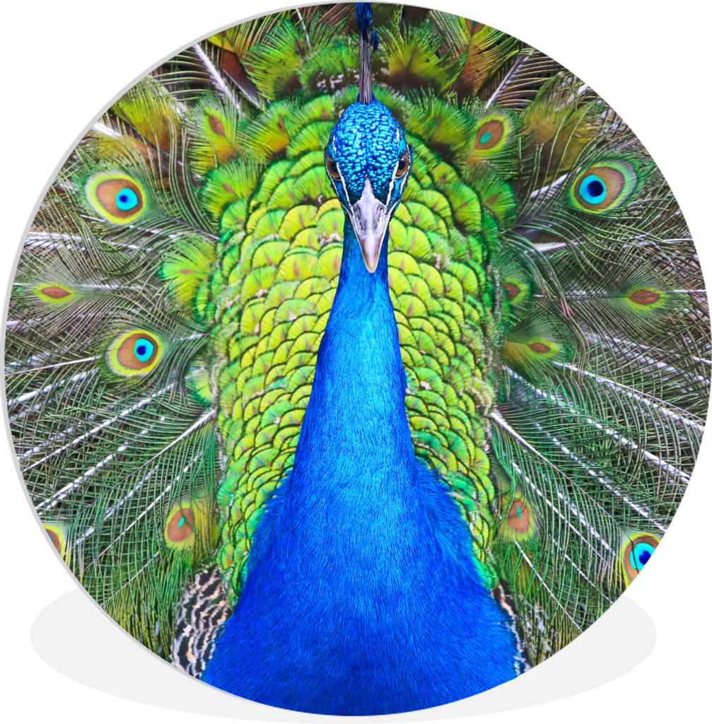 MuchoWow Rundes Wandbild - Runde Bilder Pfau - Blau - Grün Ø 90 cm Kreis Wanddekoration Kunststoff - Wandkreis - Wandschmuck - Wand-Kreis - Woh...