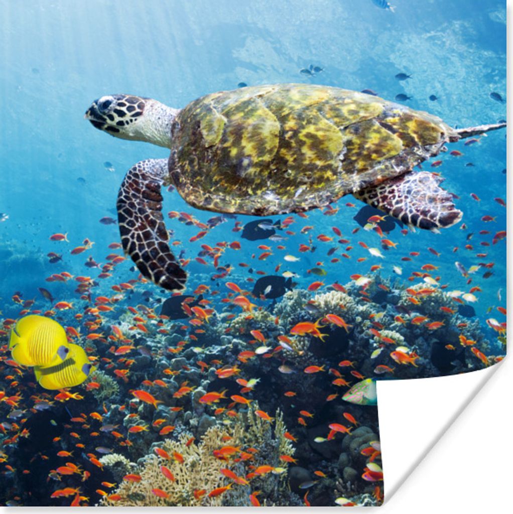 MuchoWow Poster Schildkröte am Korallenriff 30x30 cm - Wandposter - Printing