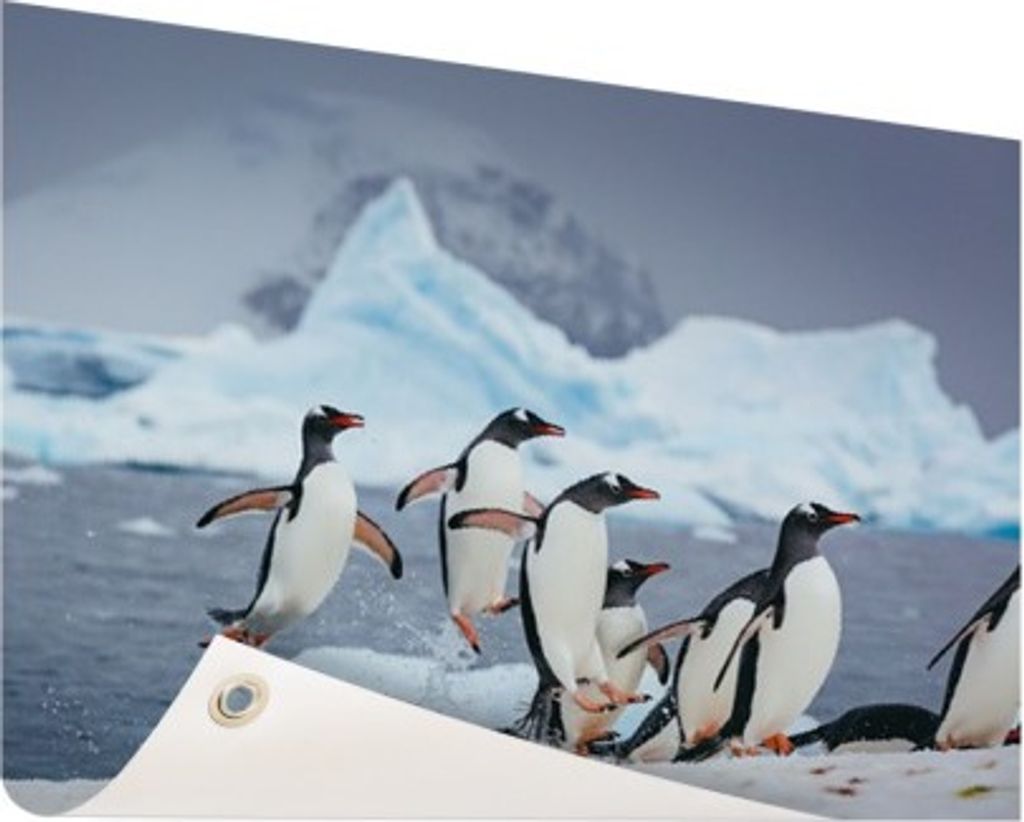 Gartenposter - 120x80 cm - Pinguine springen aus dem Wasser Produktbild 