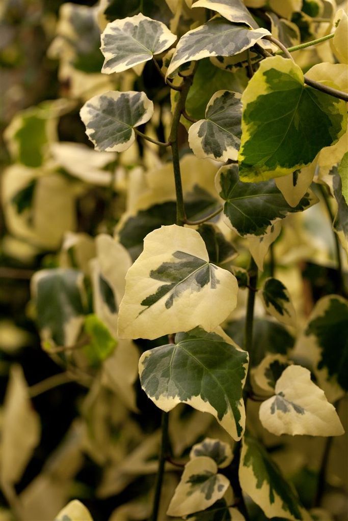 Hedera colchica 'Dentata Variegata', Efeu, buntlaubig, 60–100 cm