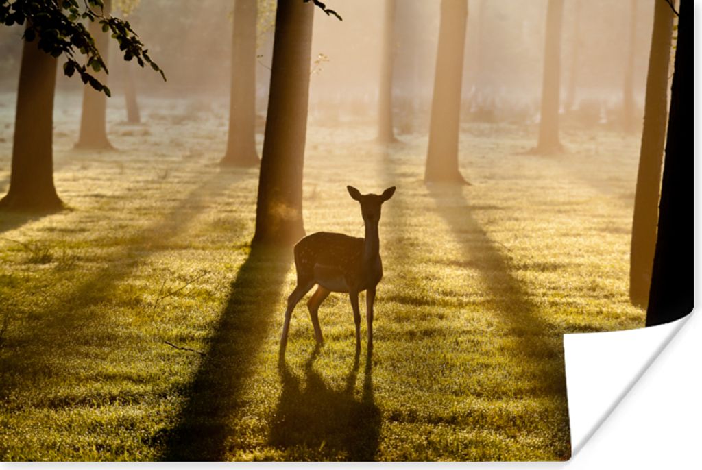 MuchoWow Poster Hirsche - Sonne - Bäume 120x80 cm - Bilder