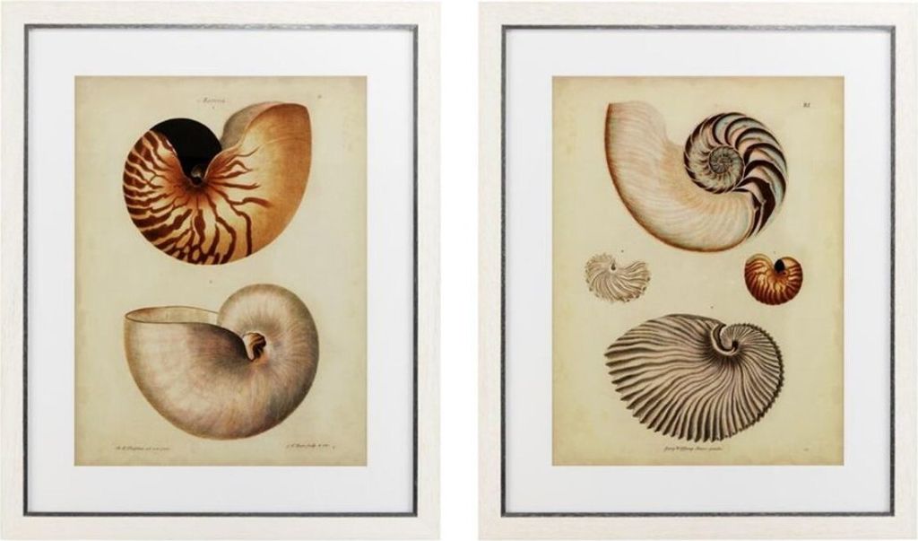 Casa Padrino Bilder / Kunstdruck Set Antiker Schneckenhäuser Mehrfarbig 68 x H. 83 cm - Luxus Deko