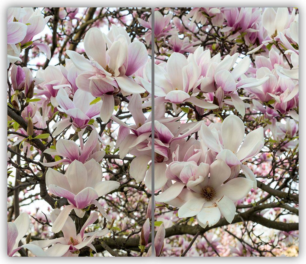 Tulup Glas-Herdabdeckplatte - 2x30x52cm - Glaskeramikkochfeld-Abdeckung Spritzschutz Zweiteilig Magnolienblüten