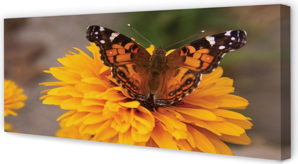 Leinwandbild 125x50 Wandkunst Bunter Schmetterling Blume