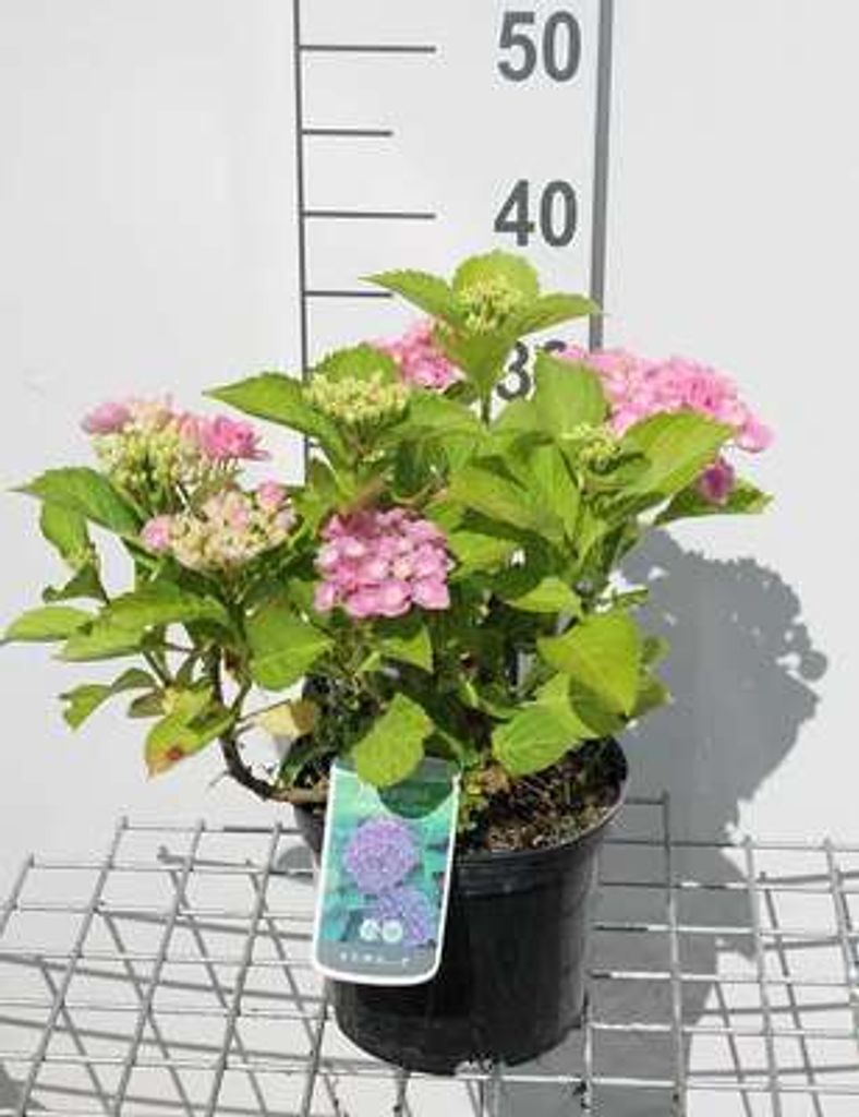 Hydrangea macr. 'Bodensee' - Hortensien 25- 30 cm Container