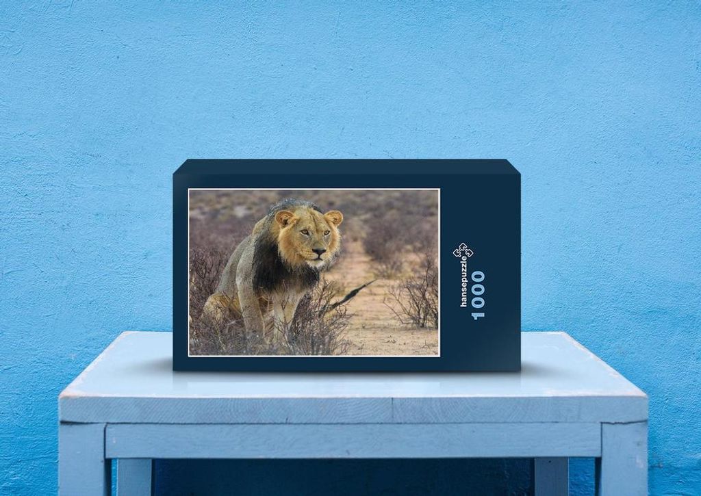 hansepuzzle 79513 - Löwe Puzzle, 1000 Teile, Tierwelt, 60,0 x 46,0cm mit hochwertiger Aufbewahrung, Kartonbox und wiederverschließbarem Beutel