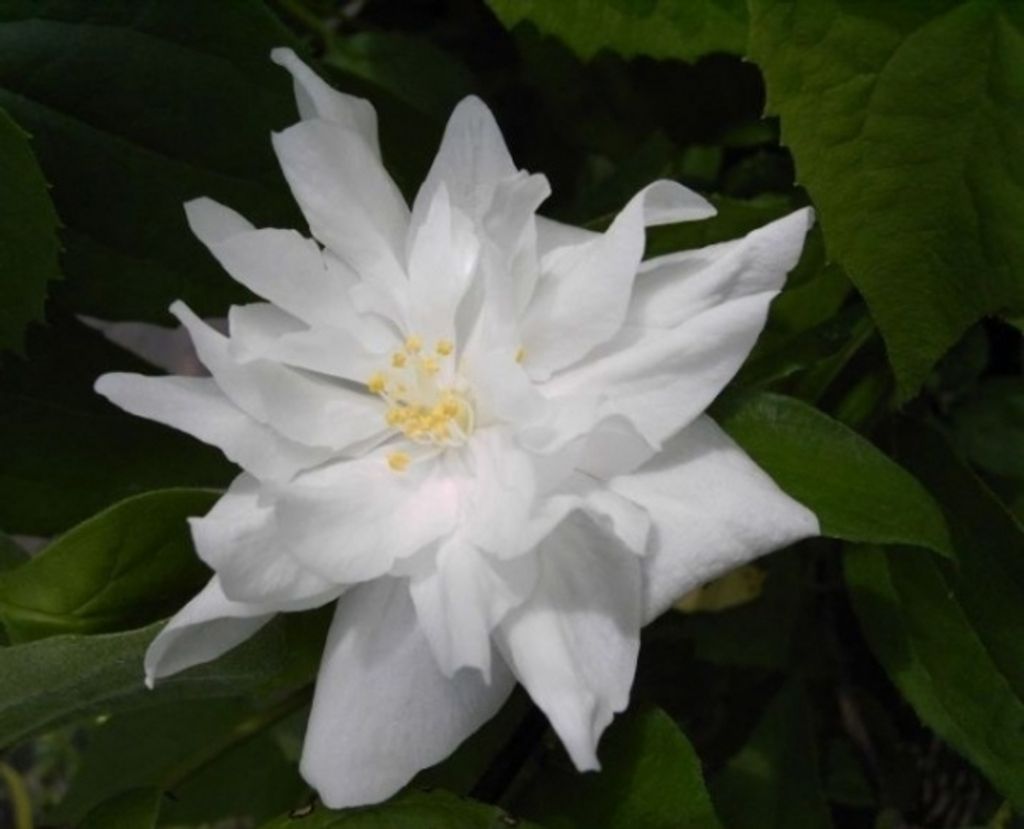 Gartenjasmin - Pfeifenstrauch - Philadelphus Natchez - stark duftend (40-60)