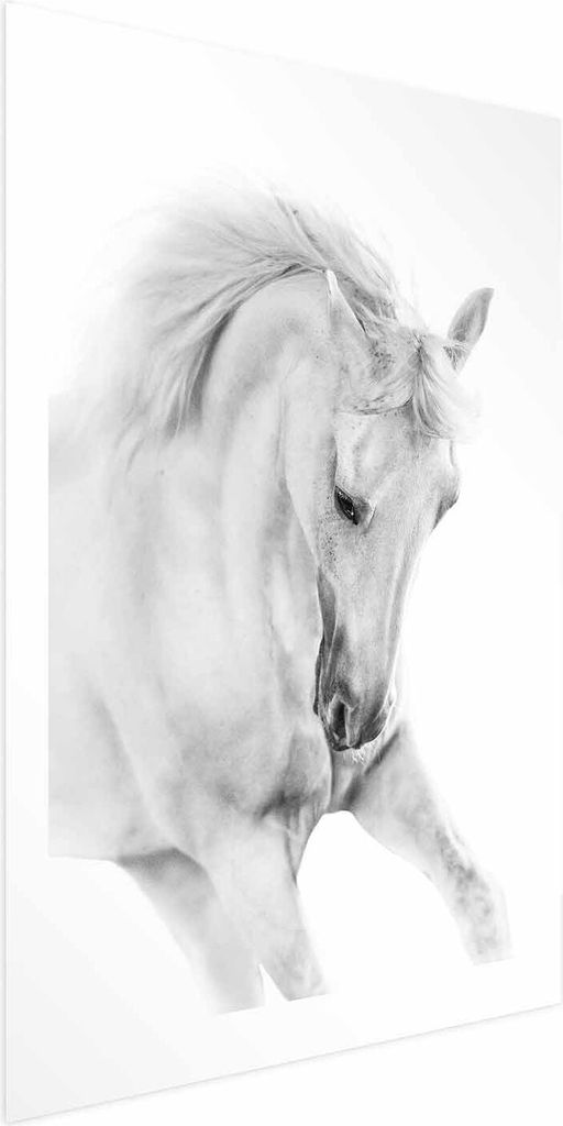 Posterpapier Poster - White Horse 40x60 cm Tiere g-B-0110-ao-a