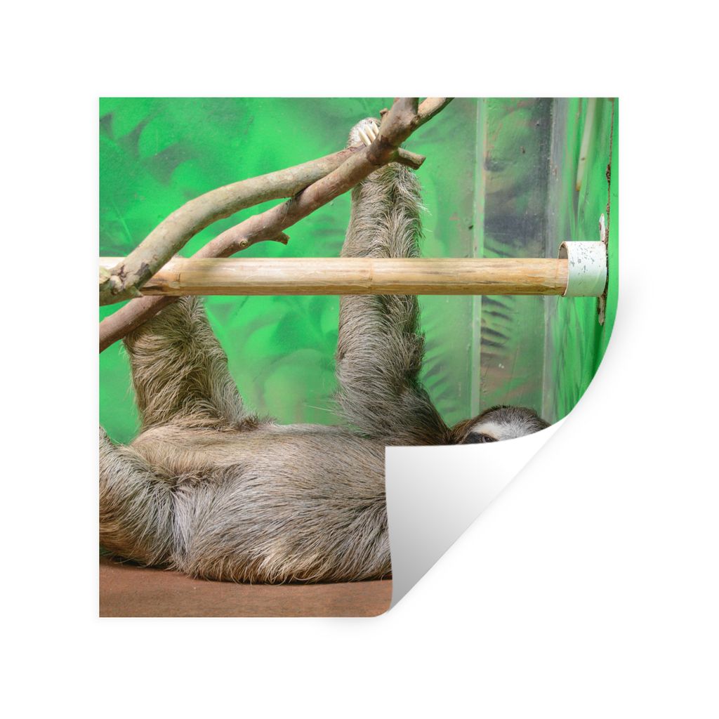 MuchoWow Wandtattoo Wandsticker Wandaufkleber Ein Faultier, das auf einem Tisch im Zoo liegt 30x30 cm Selbstklebend und Repositionierbar - Reposi...