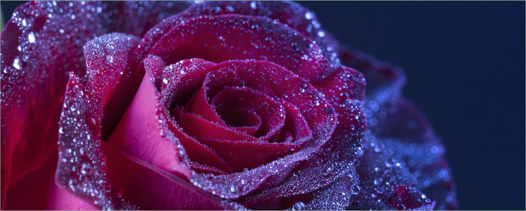 Wallario selbstklebendes Poster - Rote Rosenblüte im Regen, Größe: 50 x 125 cm