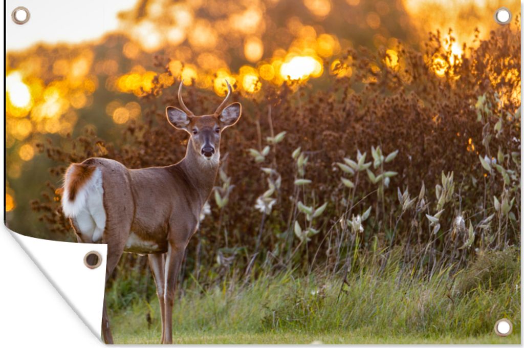 MuchoWow 90x60 cm Outdoor-Poster Gartendeko Sichtschutz Garten Poster für den Garten Hirsche - Pflanzen - Sonnenuntergang - Wildtiere - Natur