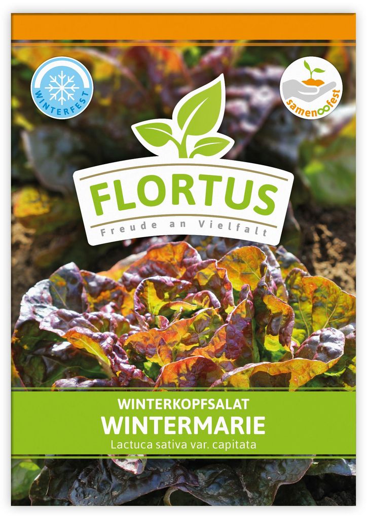 Artikelbild 1 von 'Winterkopfsalat Wintermarie' aus der Kategorie Kopfsalatsamen