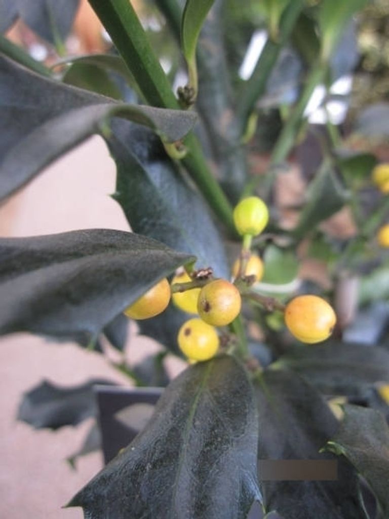 Ilex meserveae Golden Girl - Stechpalme Golden Girl - 80-100