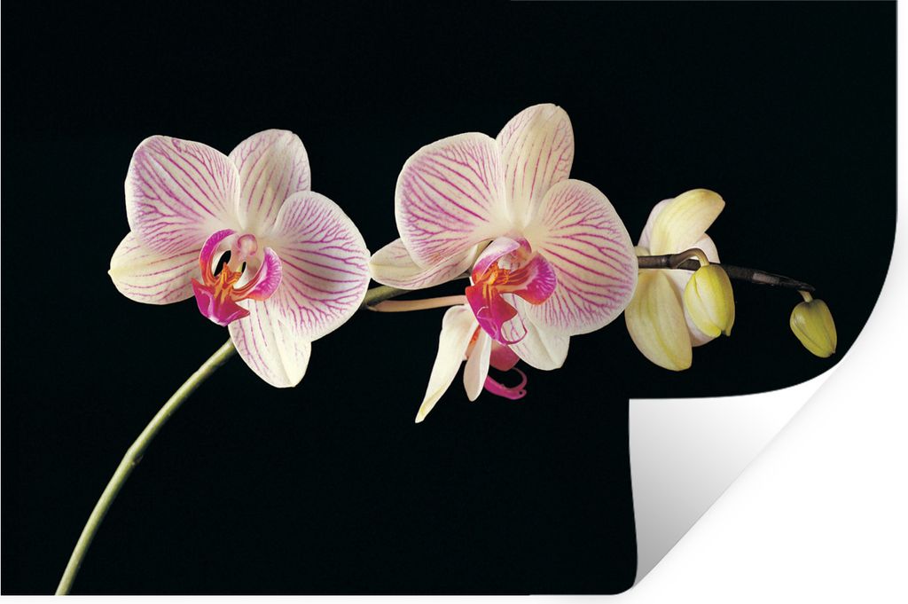 MuchoWow Wandtattoo Wandsticker Wandaufkleber Orchidee - Blumen - Schwarz - Rosa - Knöpfe 90x60 cm Selbstklebend und Repositionierbar - Aufkleber