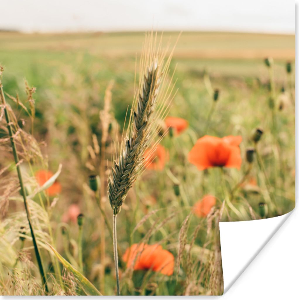 MuchoWow Poster Schilf - Blumen - Natur 30x30 cm - Wandposter - Printing