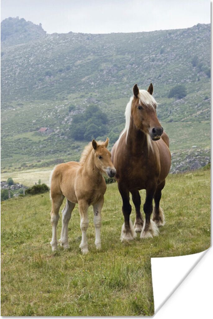 MuchoWow Poster Haflingerpferd und ihr Fohlen 120x180 cm - Kunstposter
