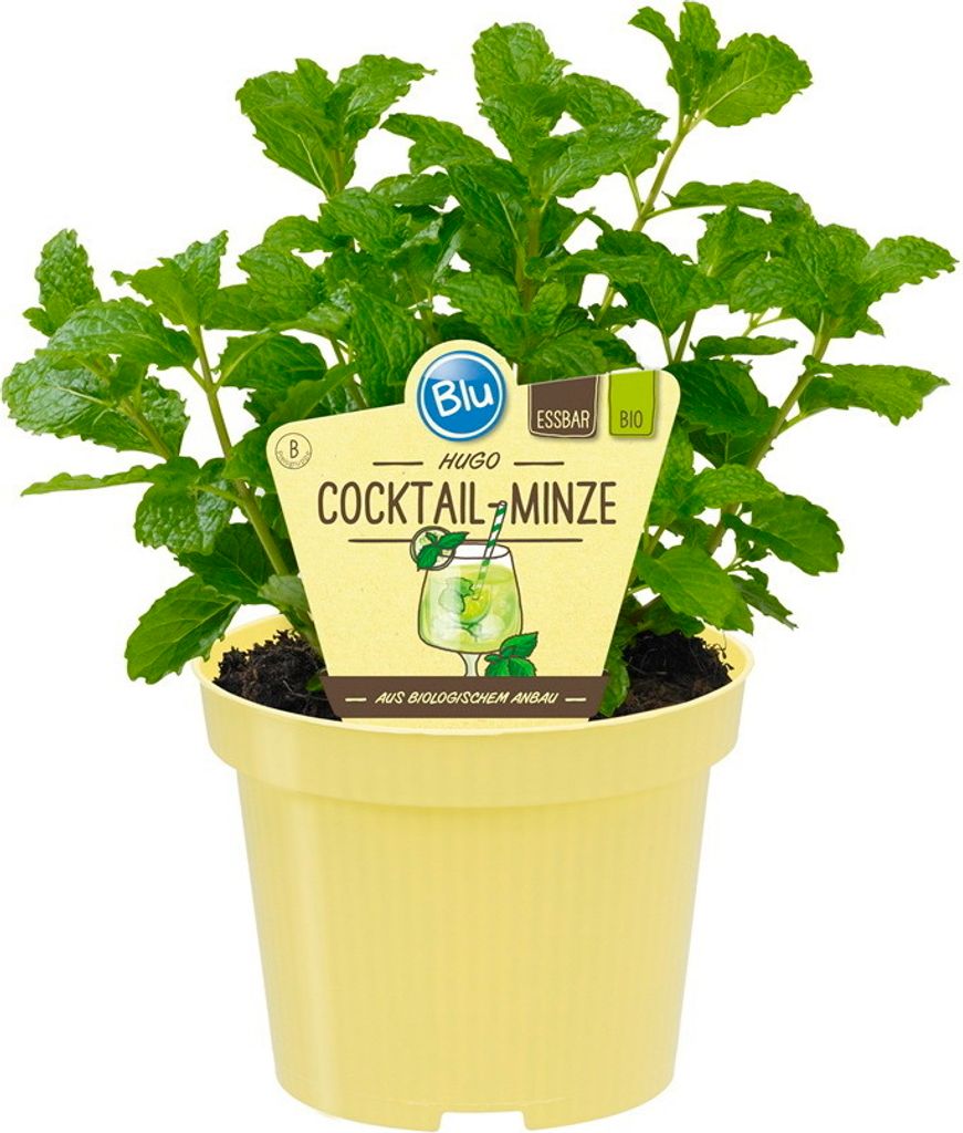 Menthe HUGO - Menthe Cocktail- Mentha spicata - Plante Image du produit 