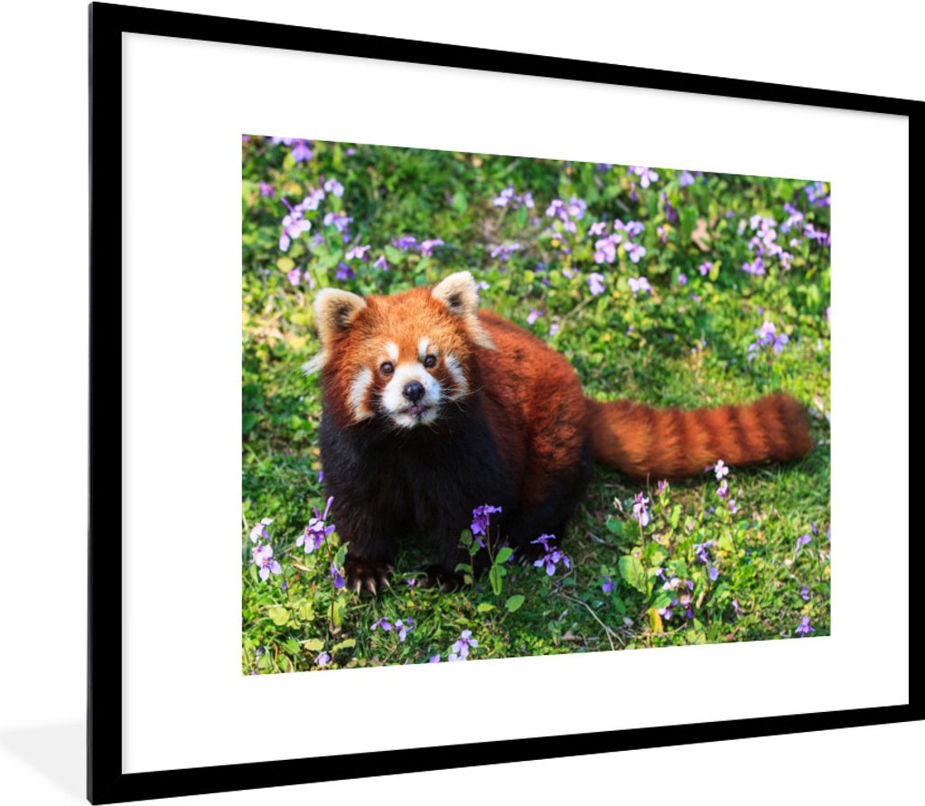 MuchoWow® Gerahmtes Poster Roter Panda - Blumen - Lila Produktbild 